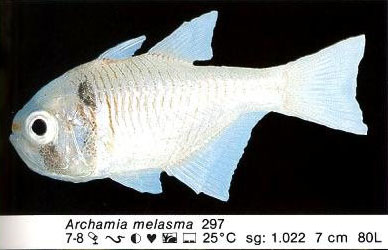 Archamia melasma